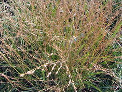 Image of feather reed grass