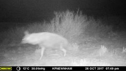 Image of Brown Hyena -- Brown Hyaena