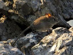 Image of Eastern Elephant-shrew