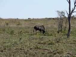 Image of Black Wildebeest