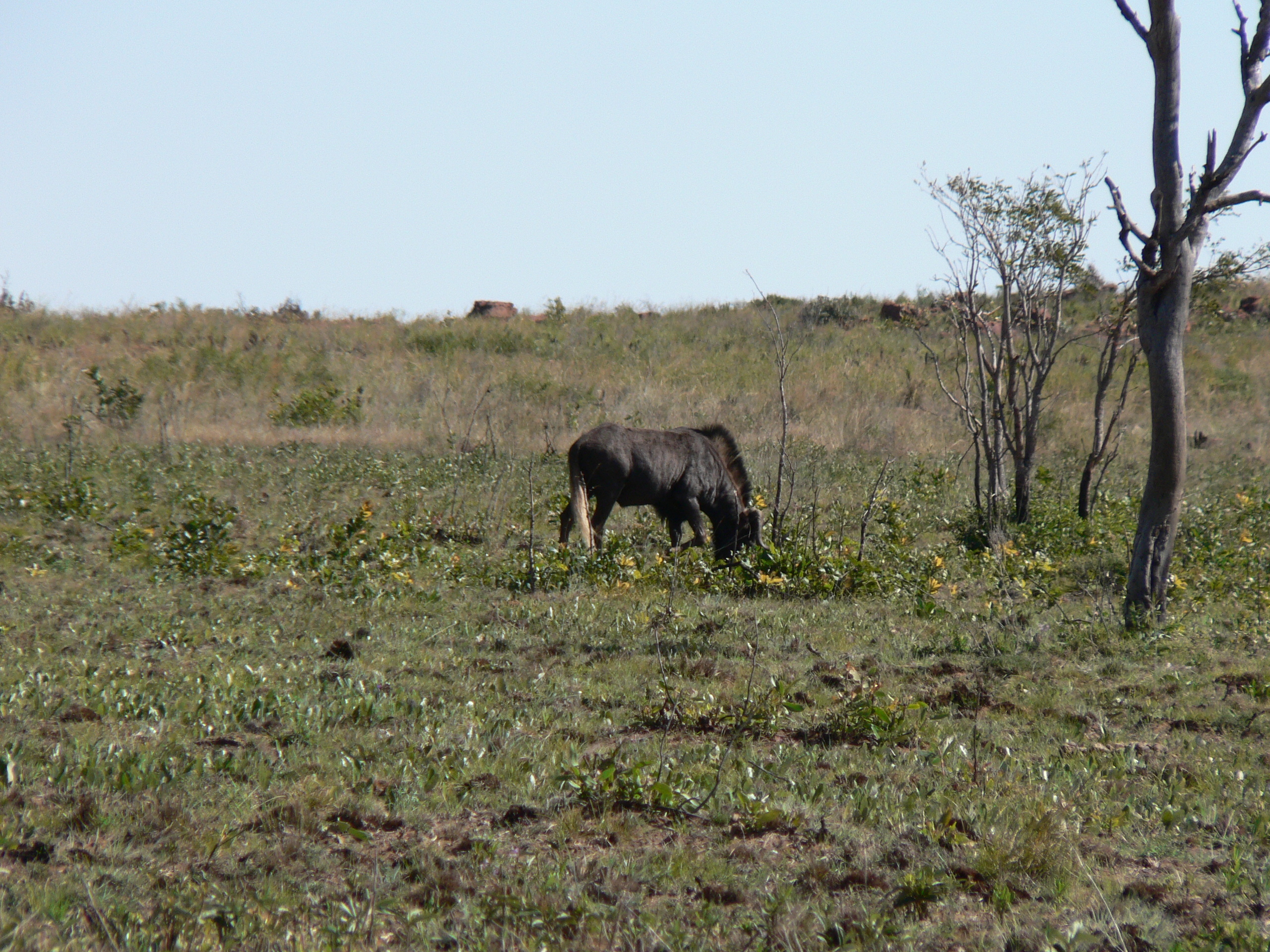 Image of Black Wildebeest