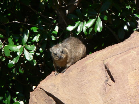 Image of Rock Hyrax