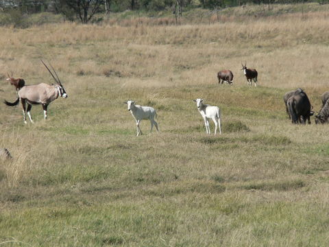 Image of Blesbok