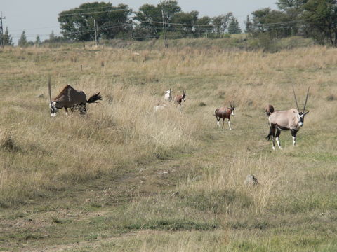 Image of Gemsbok