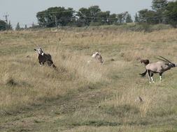 Image of Gemsbok