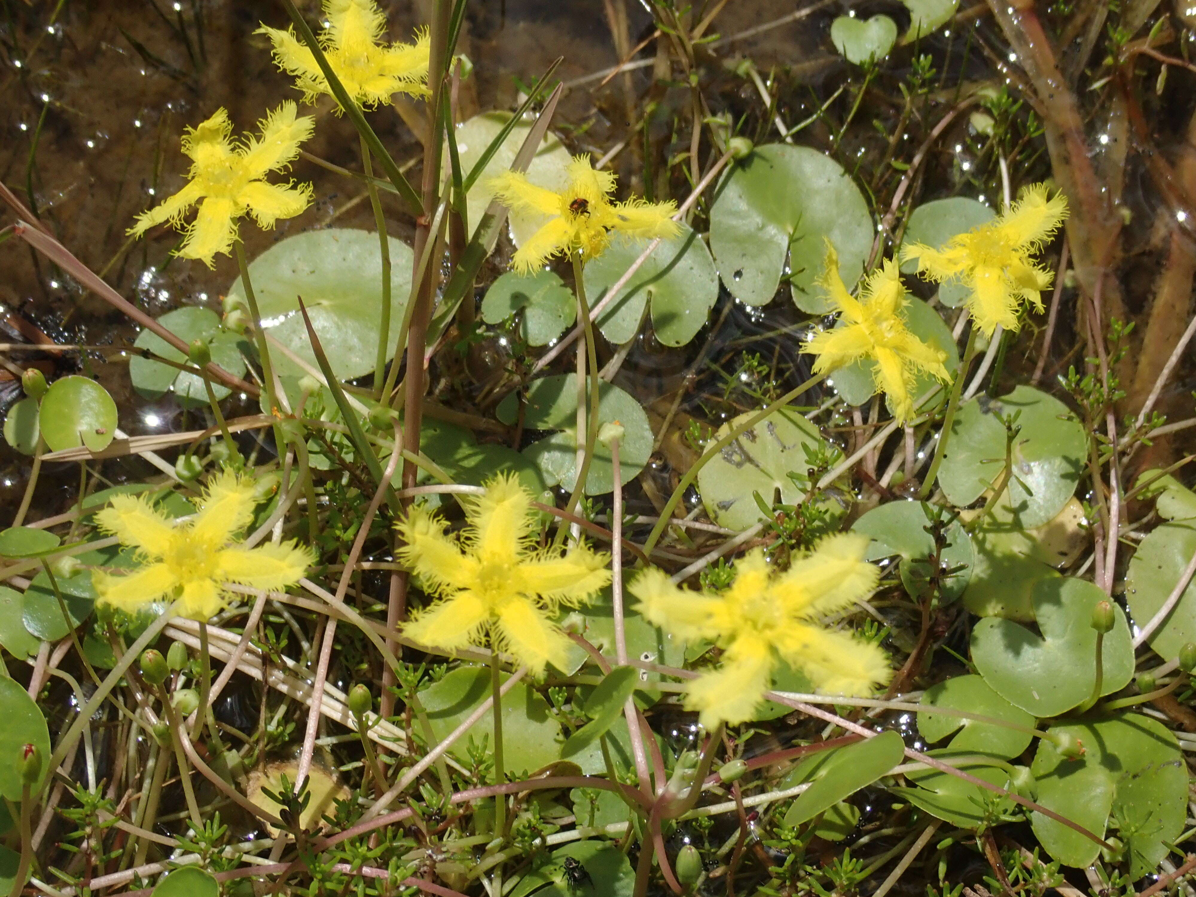 Image of Nymphoides geminata (R. Br.) Kuntze