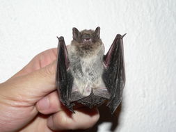 Image of Melck's House Bat