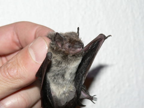 Image of Melck's House Bat