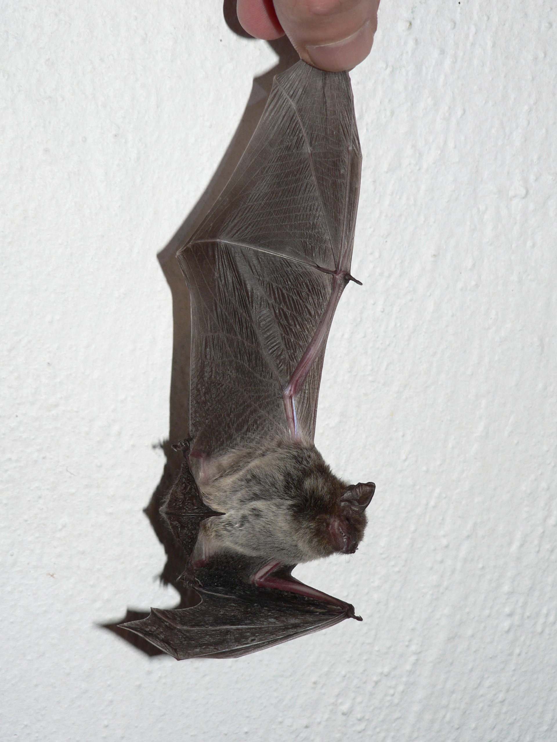 Image of Melck's House Bat