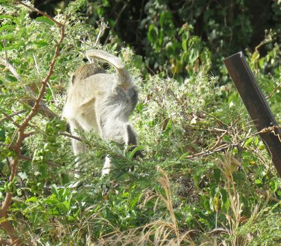 Image of Tantalus Monkey