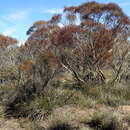 Image of Eucalyptus latens M. I. H. Brooker