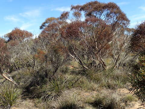 Image of Eucalyptus latens M. I. H. Brooker