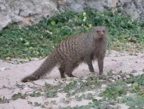 Image of Banded mongooses