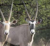 Image of Gemsbok