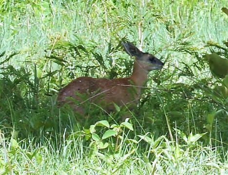 Image of Sharpe's Grysbok