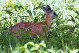 Image of Sharpe's Grysbok