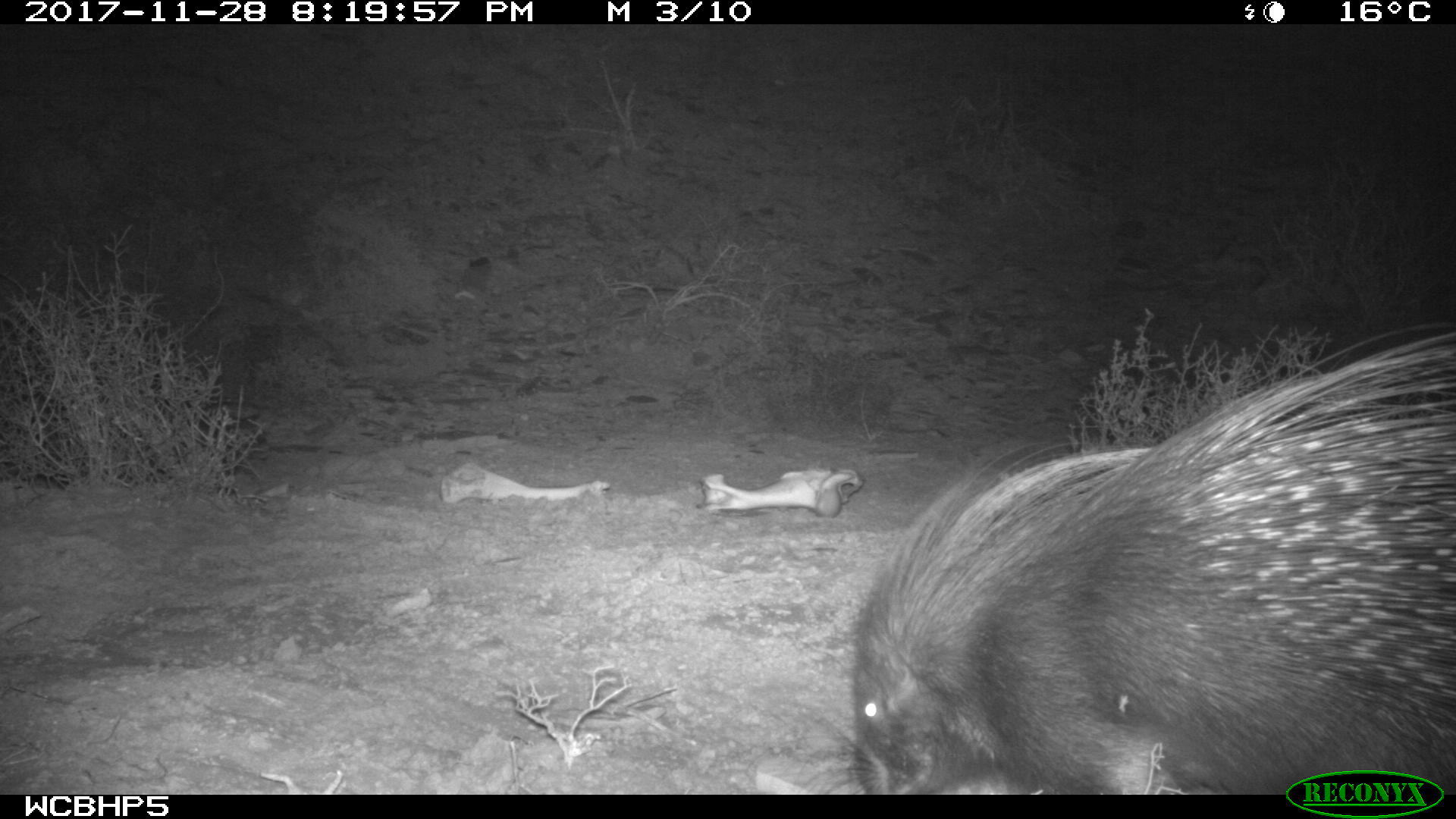 Image of African Porcupine