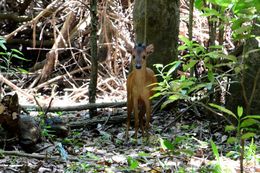 Image of Natal Duiker