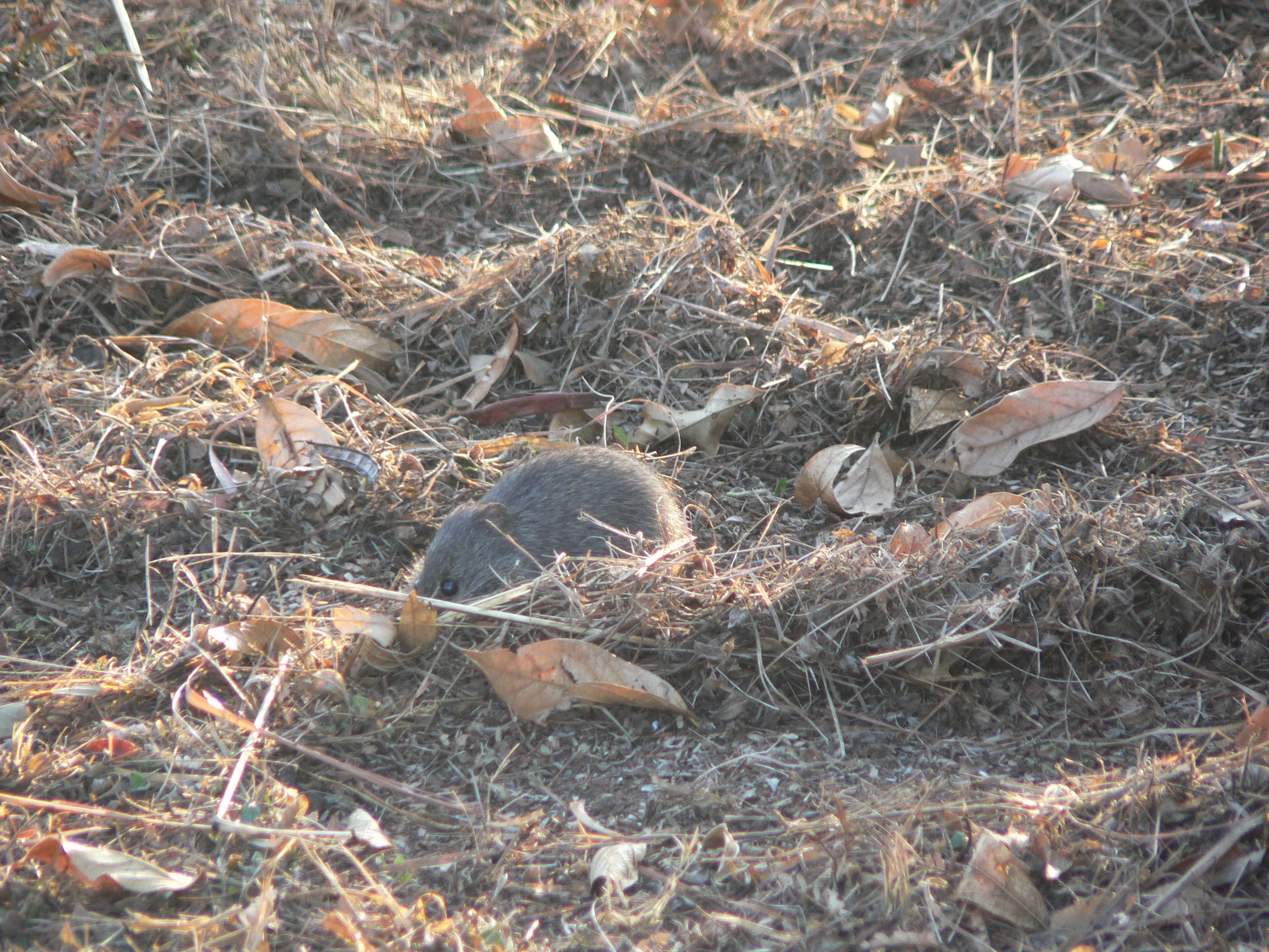 Image of Angoni Vlei Rat -- Angoni Vlei Rat