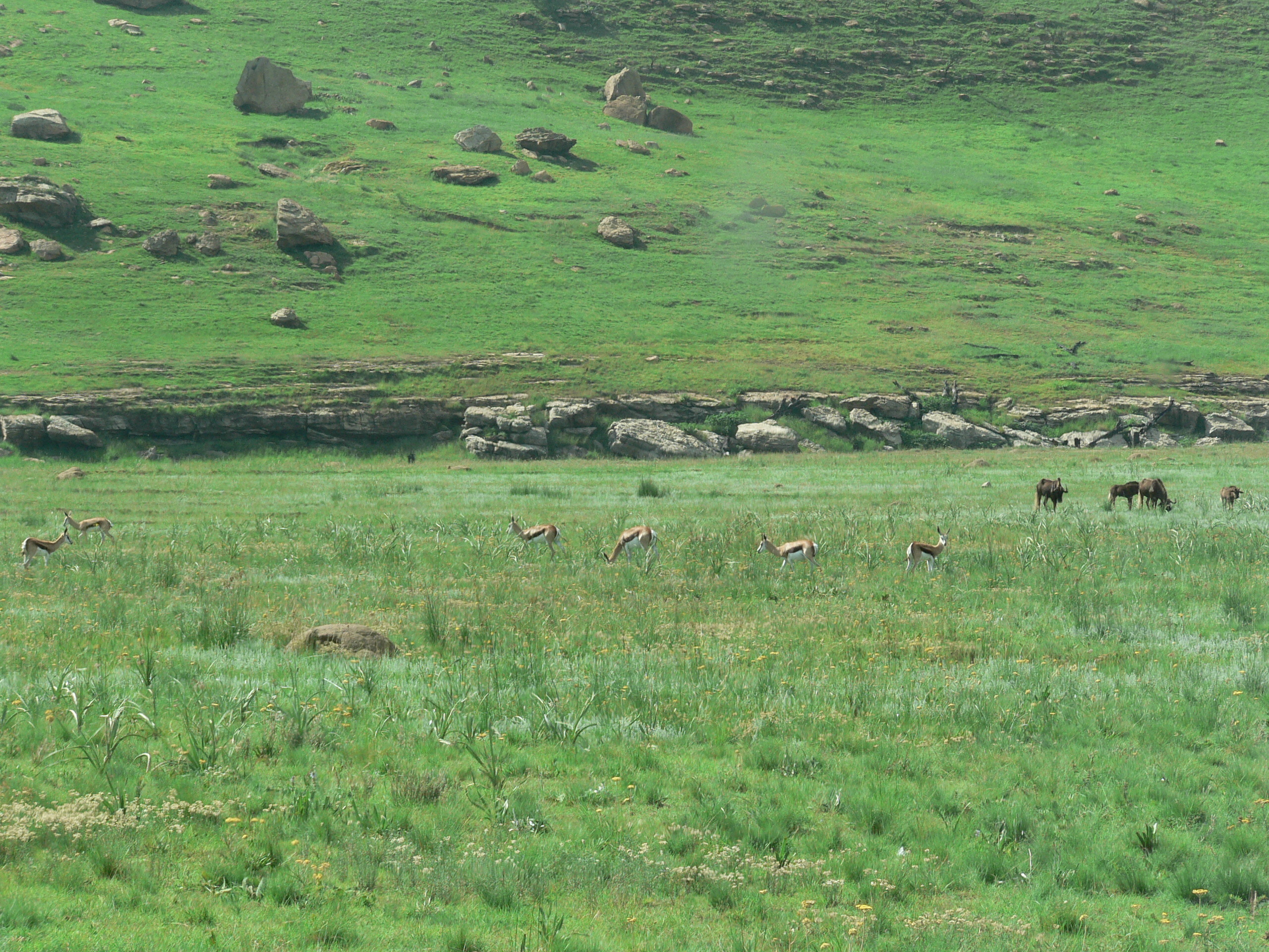 Image of Black Wildebeest