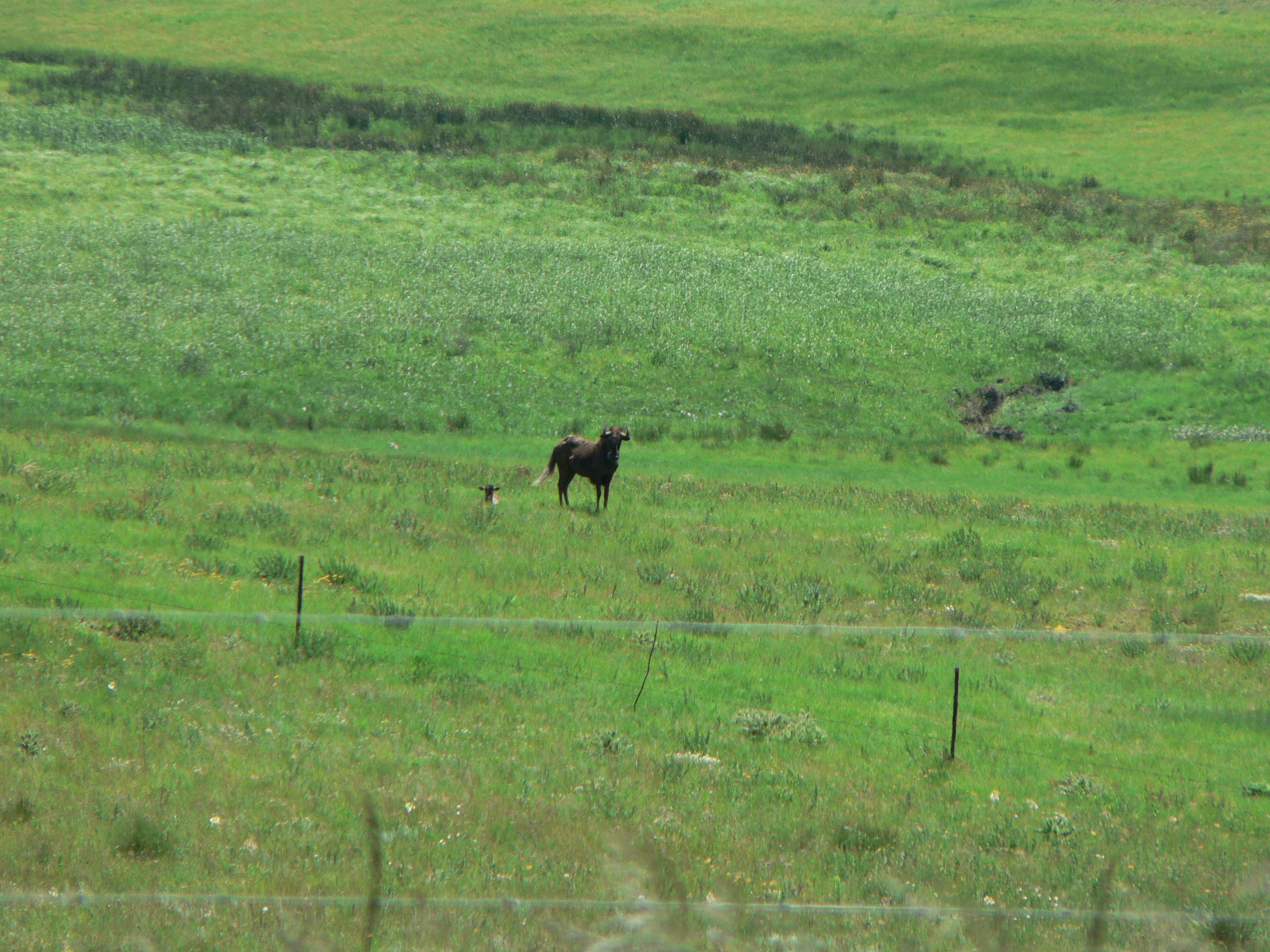 Image of Black Wildebeest