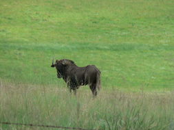 Image of Black Wildebeest