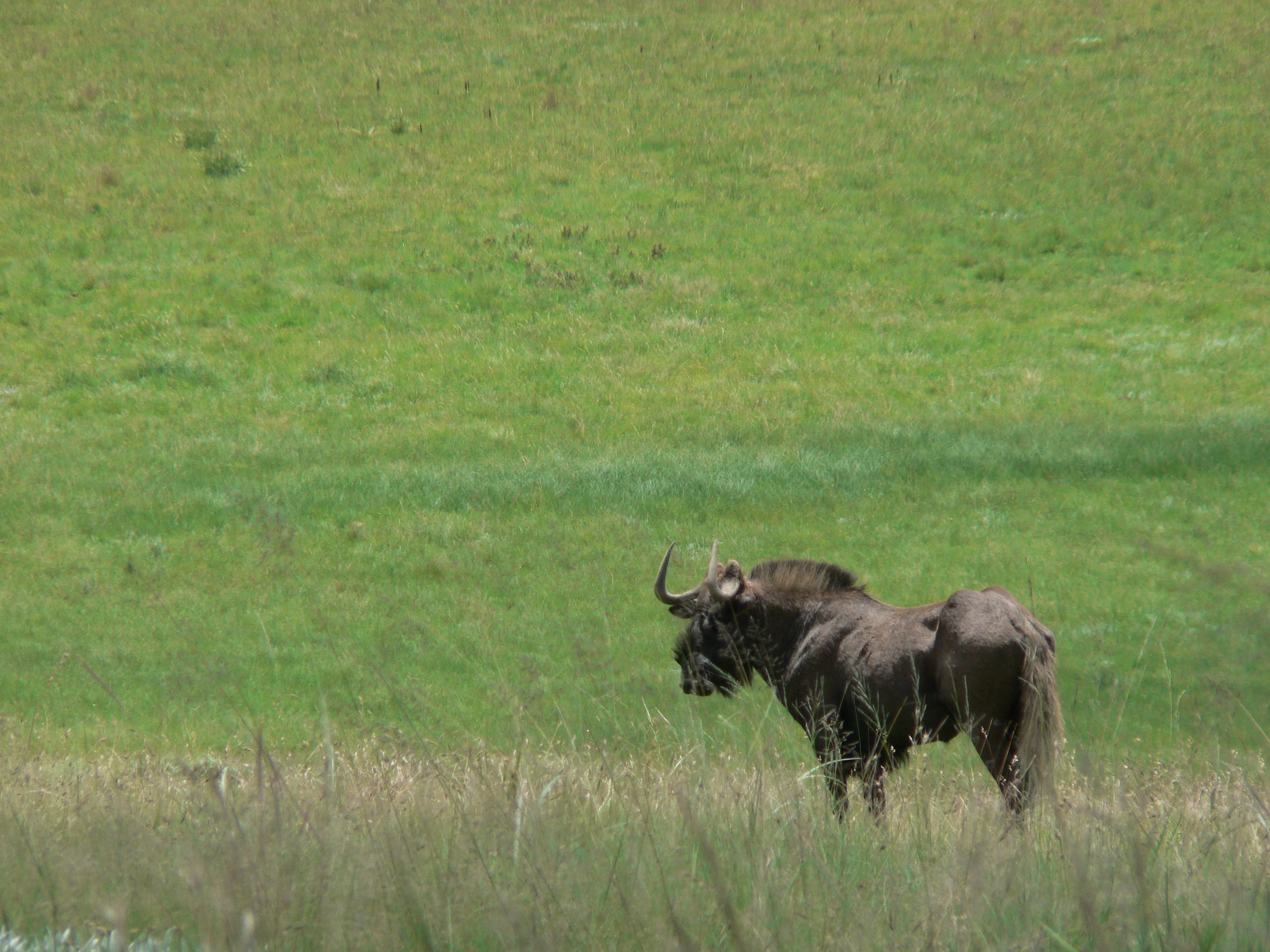 Image of Black Wildebeest