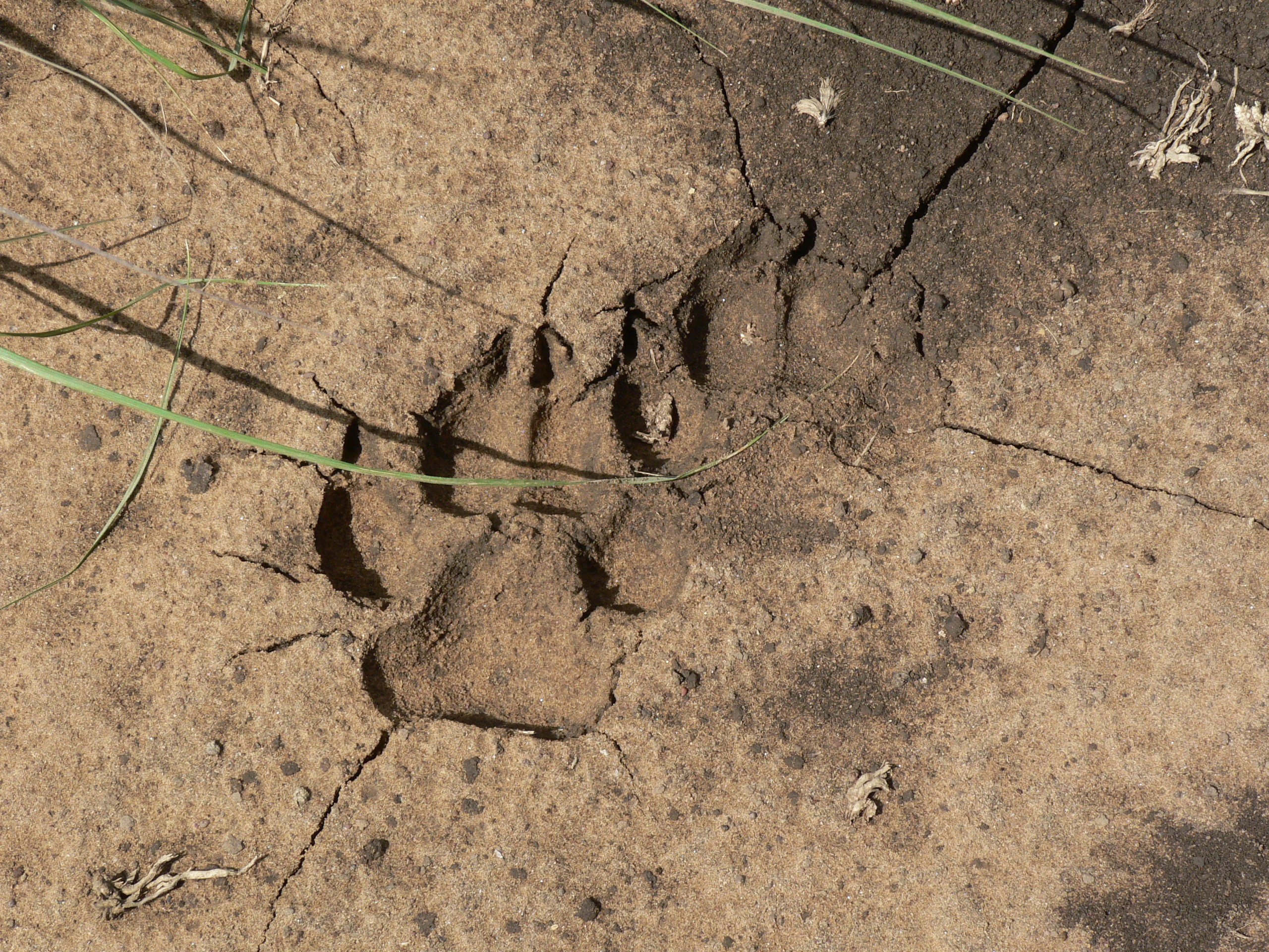 Image of Brown Hyena -- Brown Hyaena