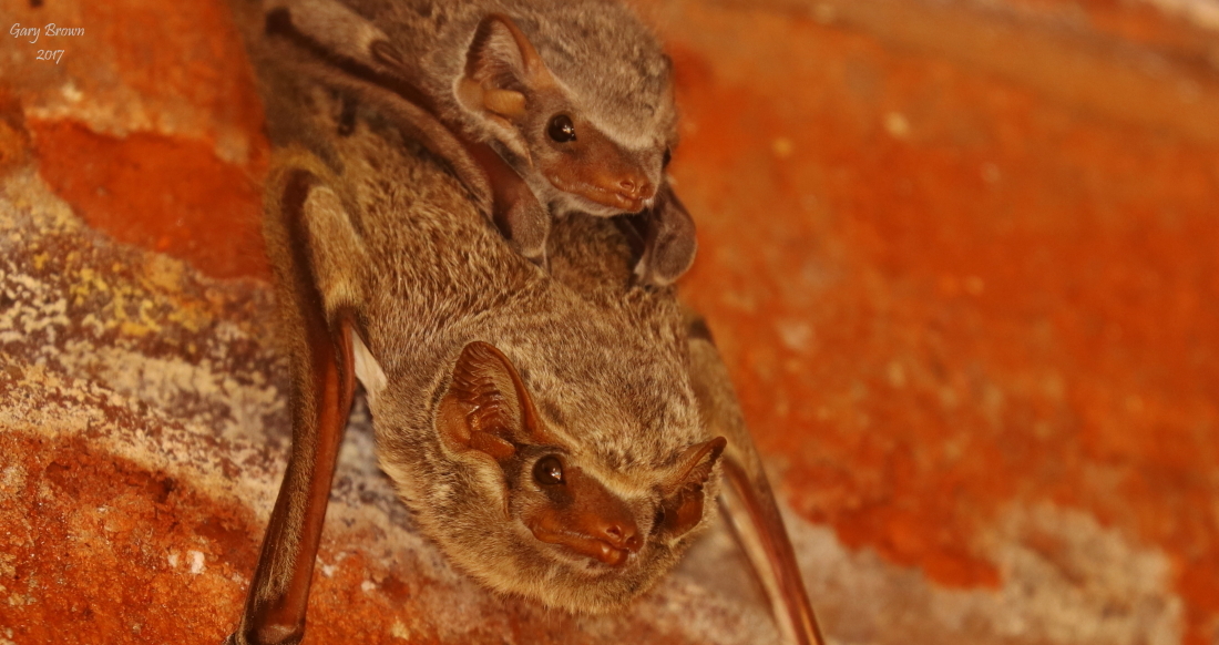 Image of Mauritian Tomb Bat