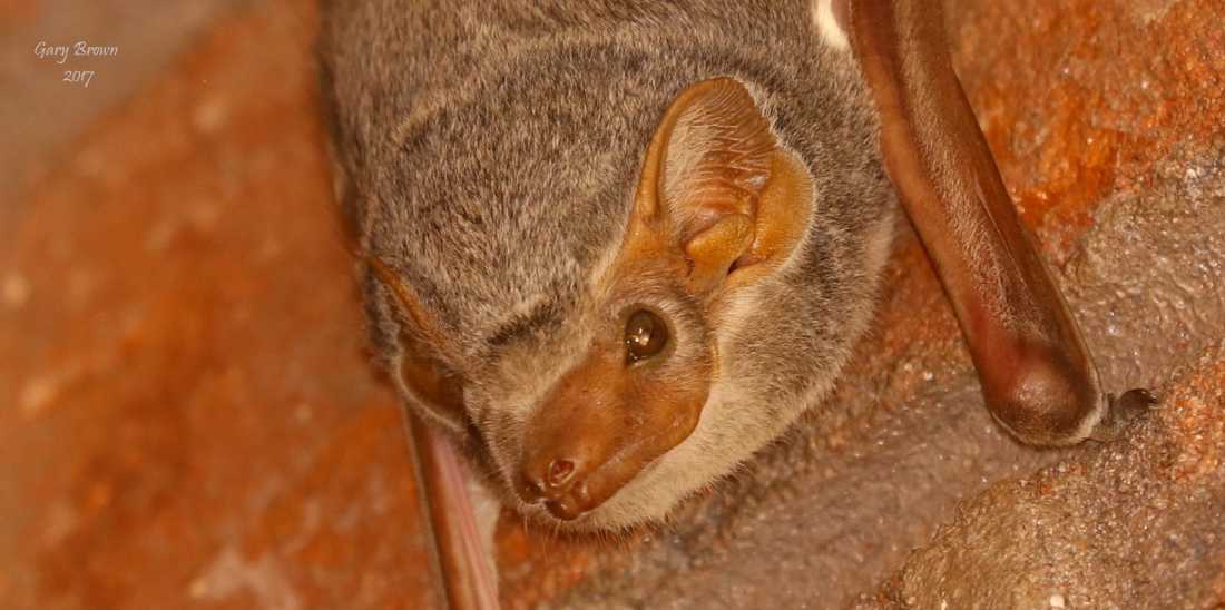 Image of Mauritian Tomb Bat