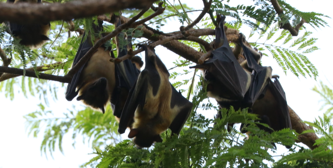 Image of African Straw-colored Fruit Bat