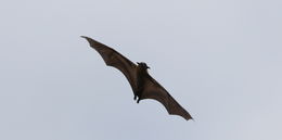 Image of African Straw-colored Fruit Bat