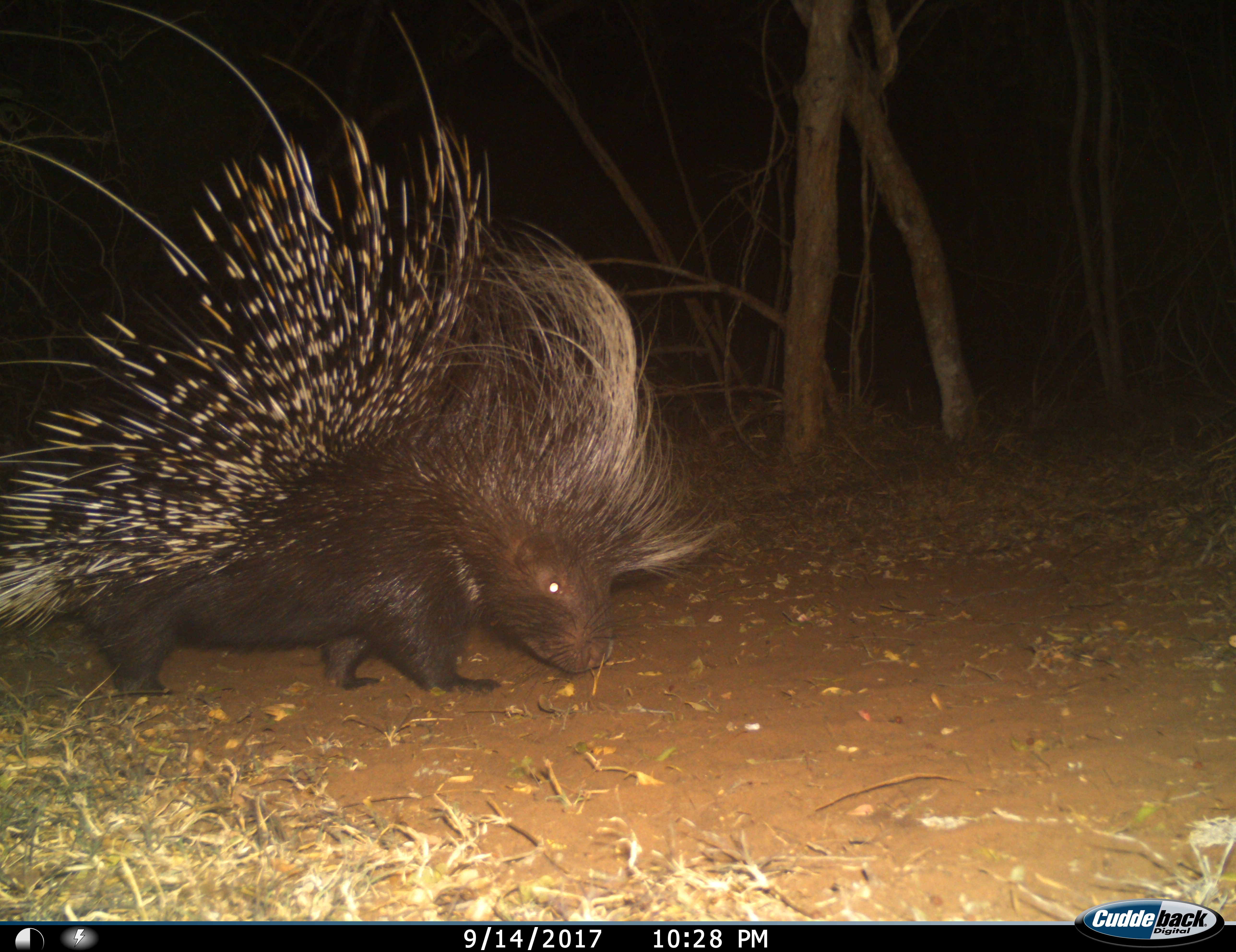 Image of African Porcupine