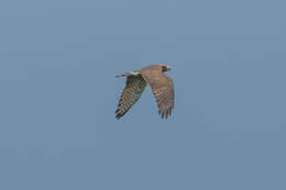 Image of Grey-faced Buzzard