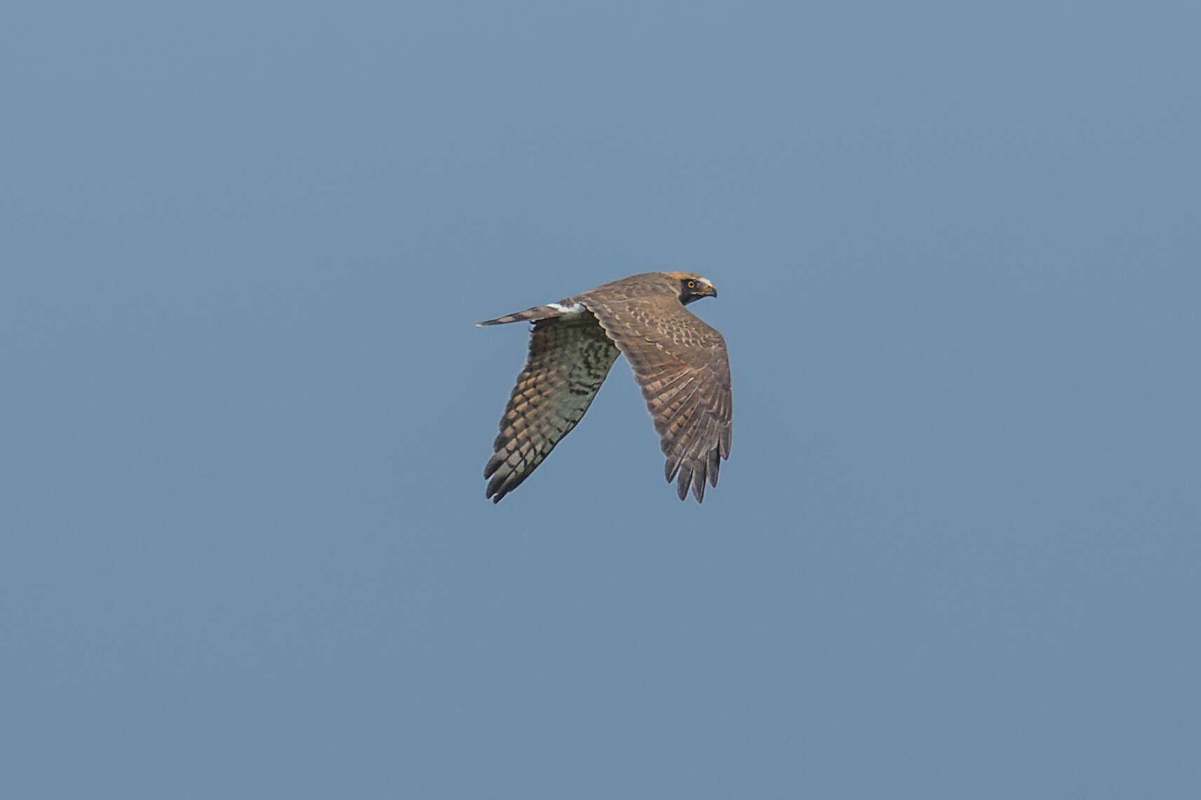 Image of Grey-faced Buzzard