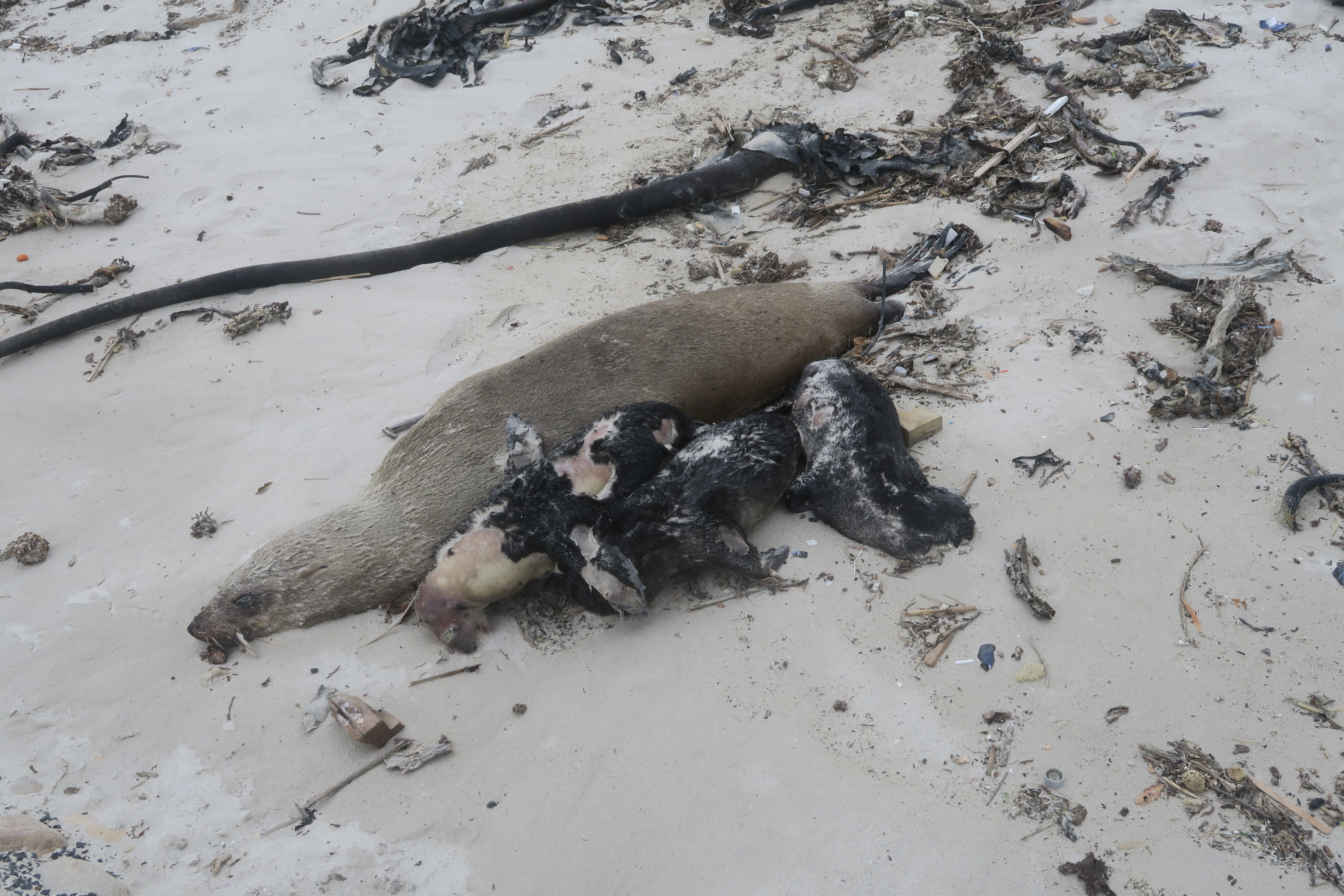 Image of Afro-Australian Fur Seal