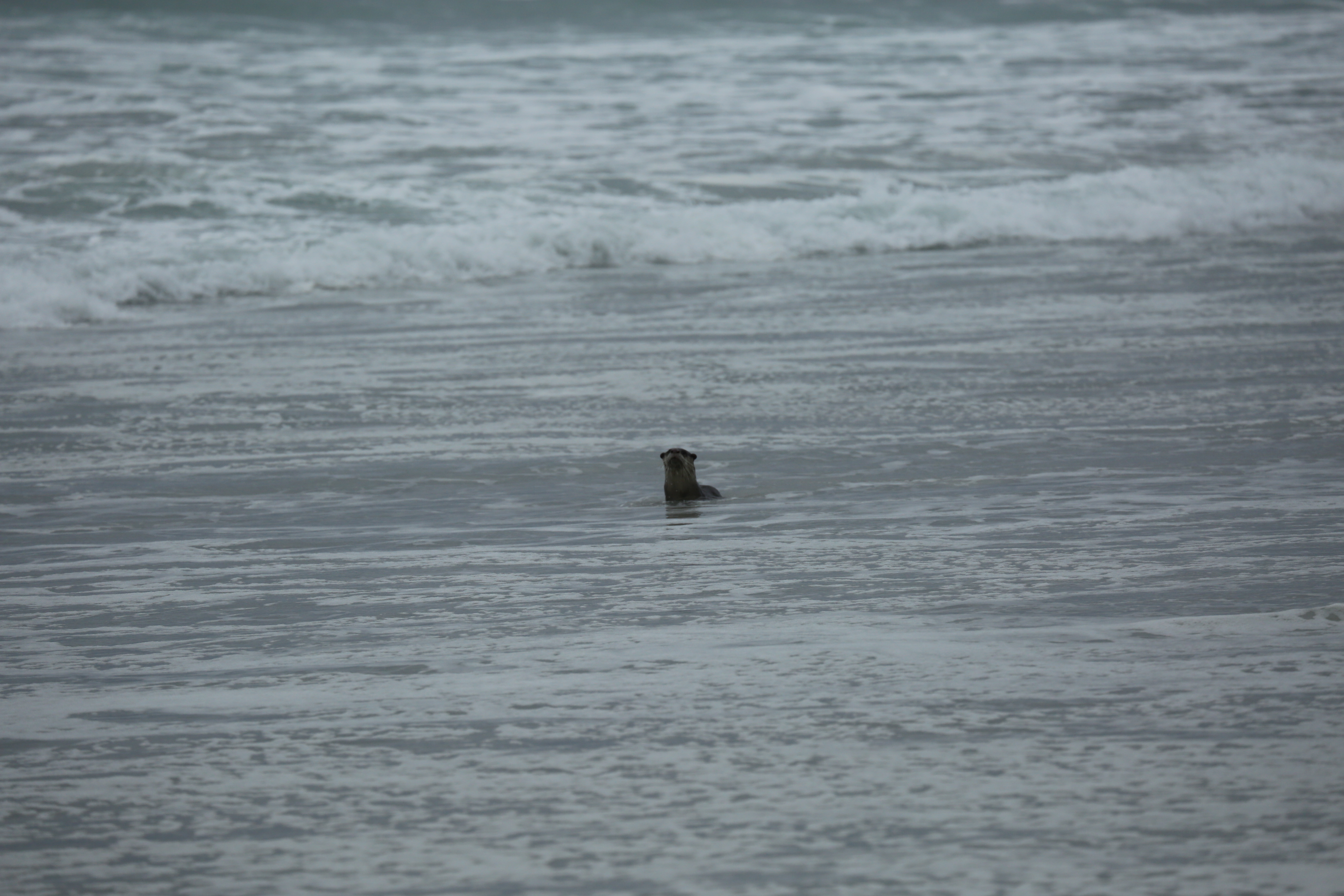 Image of African Clawless Otter