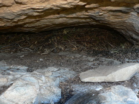 Image of Namaqua Rock Mouse -- Namaqua Micaelamys