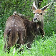 Image of Nyala