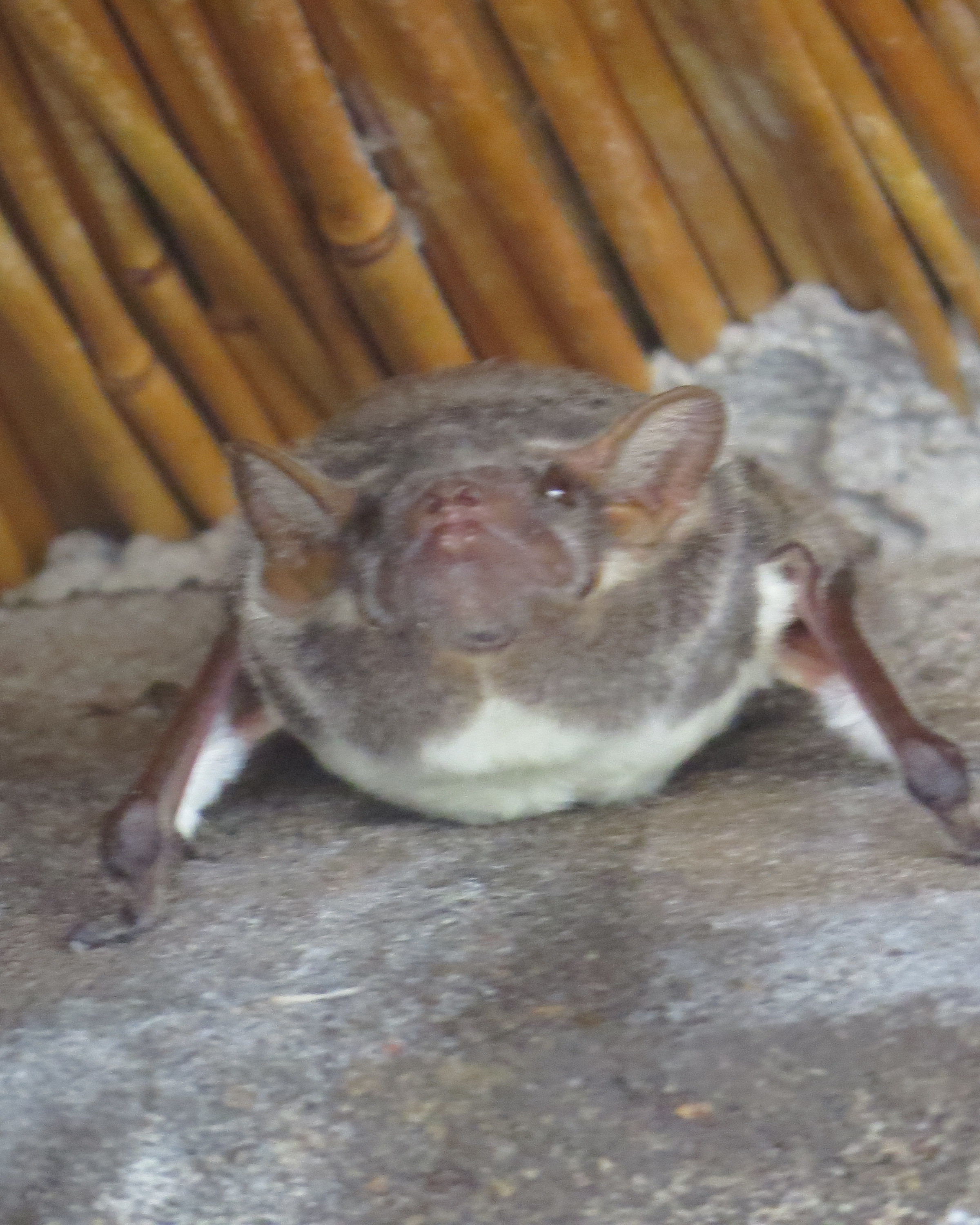 Image of Mauritian Tomb Bat