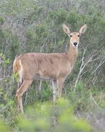 Image of Southern Reedbuck