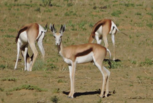 Image of Springbok