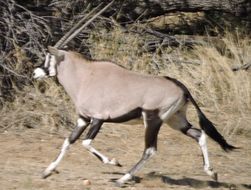 Image of Gemsbok