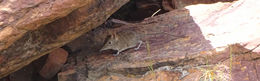 Image of Eastern Elephant-shrew