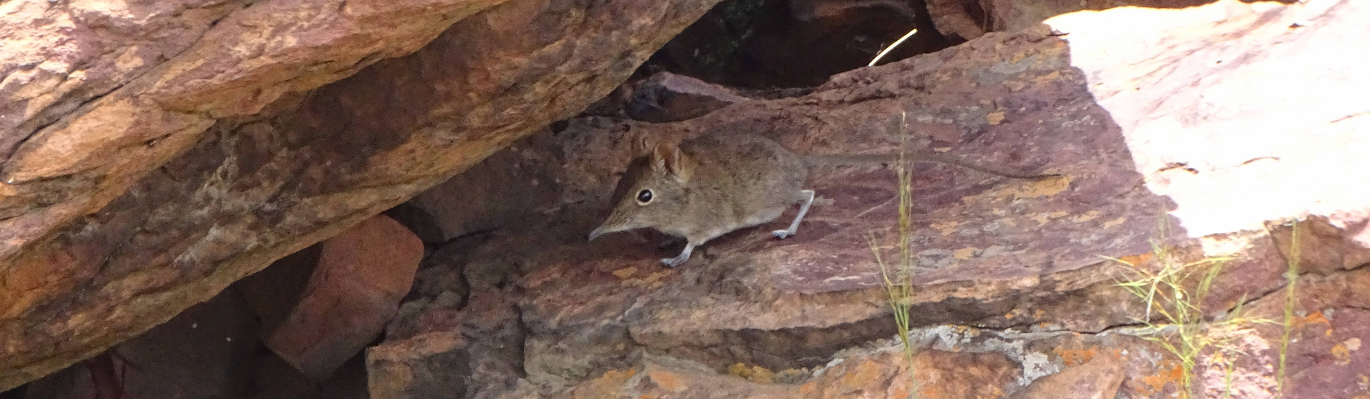 Image of Eastern Elephant-shrew