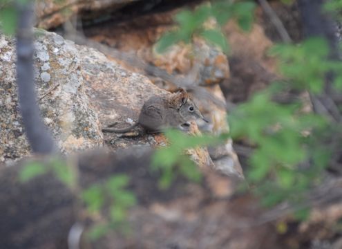 Image of Eastern Elephant-shrew