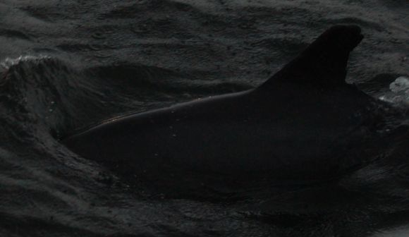 Image of Indian Humpback Dolphin