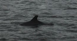 Image of Indian Humpback Dolphin