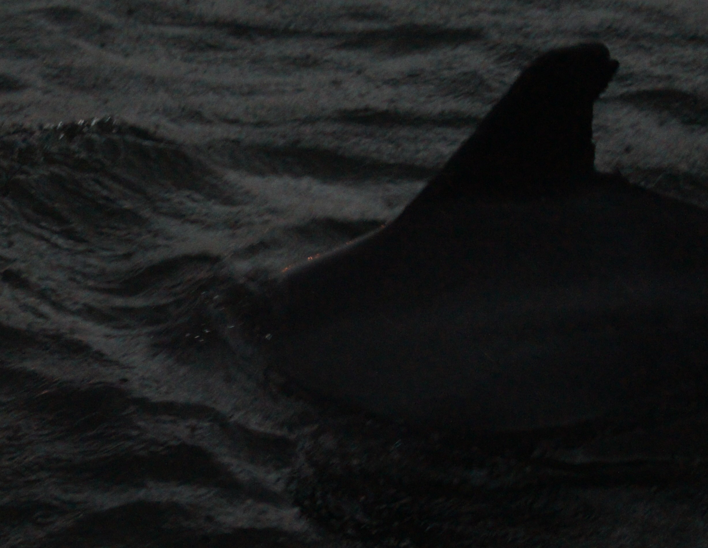 Image of Indian Humpback Dolphin