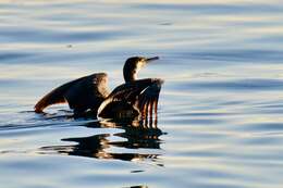 Image of Black Shag